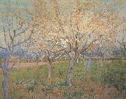 Vincent Van Gogh Orchard with Blossoming Apricot Trees (nn04)_ Spain oil painting reproduction